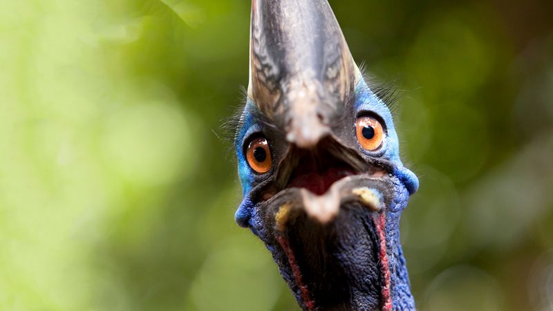 Cassowary