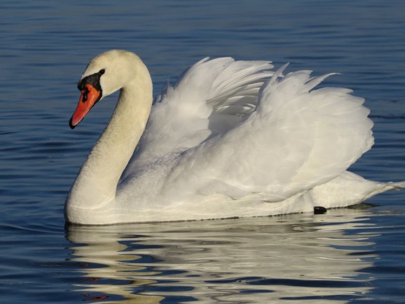 Swan