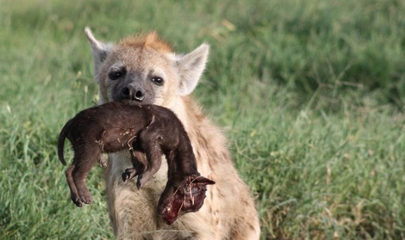 Hyenas Kill for Status