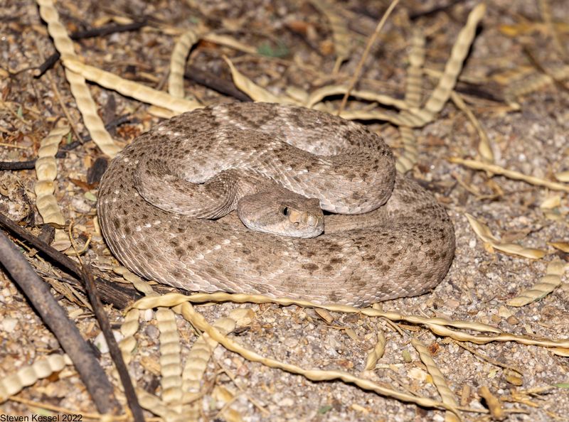 How The Leopard-Patterned Diamondback Differs From Typical Rattlesnakes