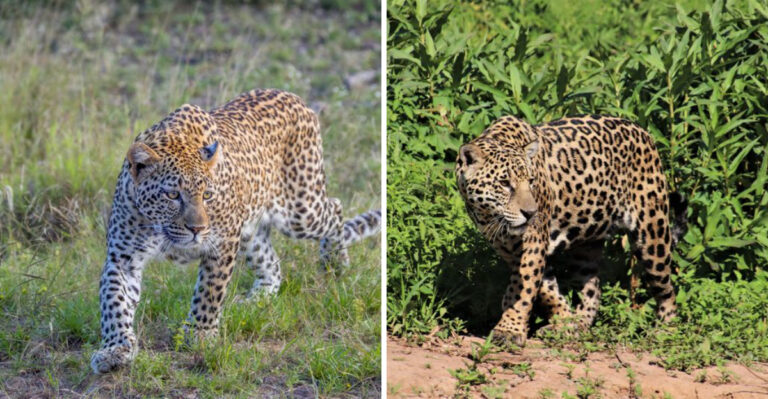 Leopard Vs. Jaguar: Why They’re Not The Same Animal
