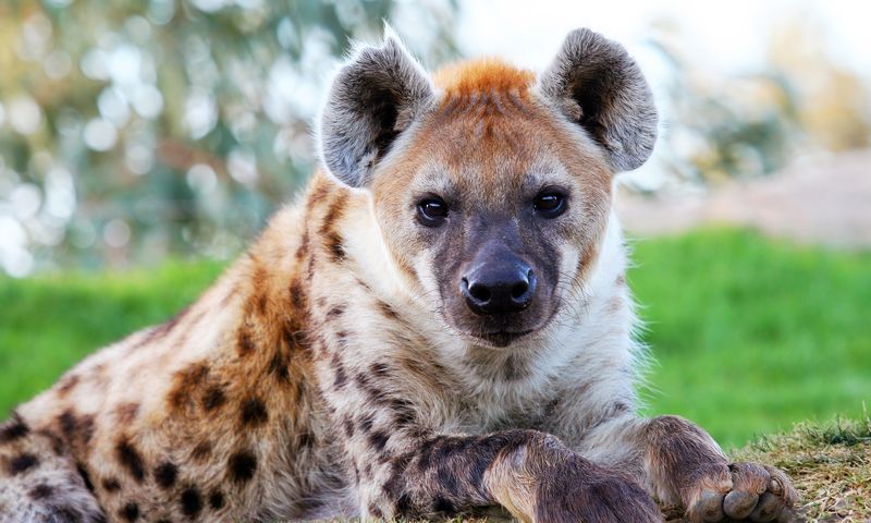 Spotted Hyena
