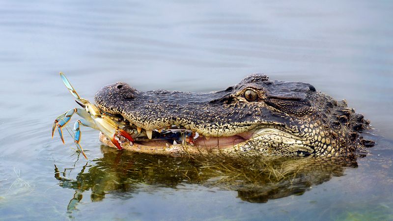 Alligators