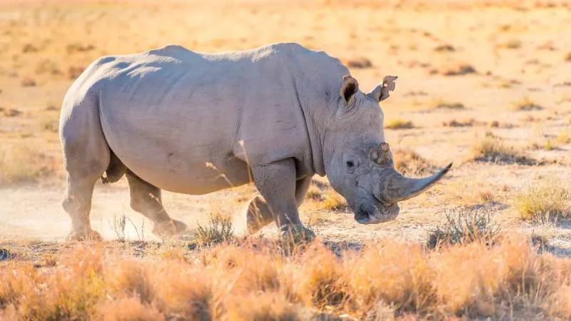 Rhinos
