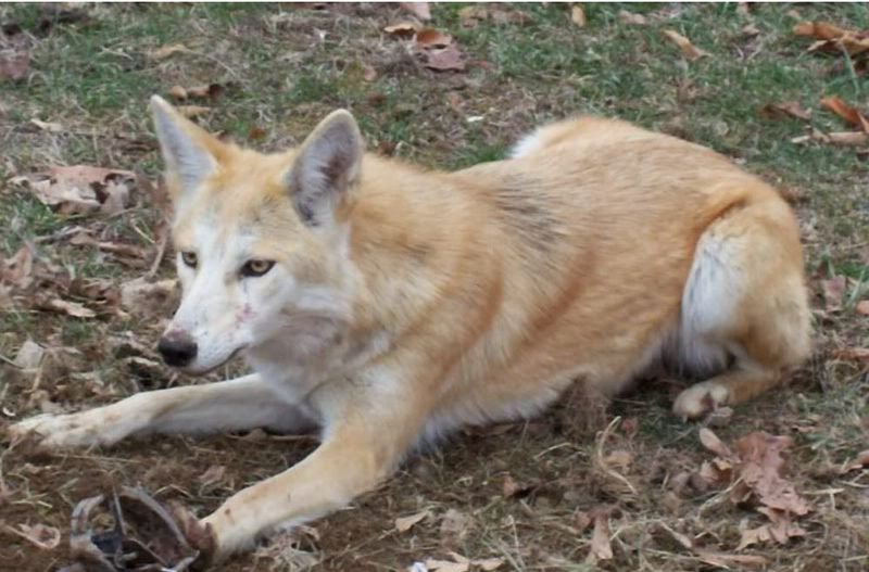 Coyote + Dog