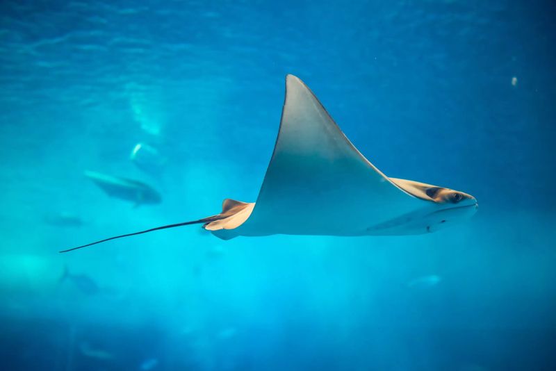 Bat Ray's Distinctive Face