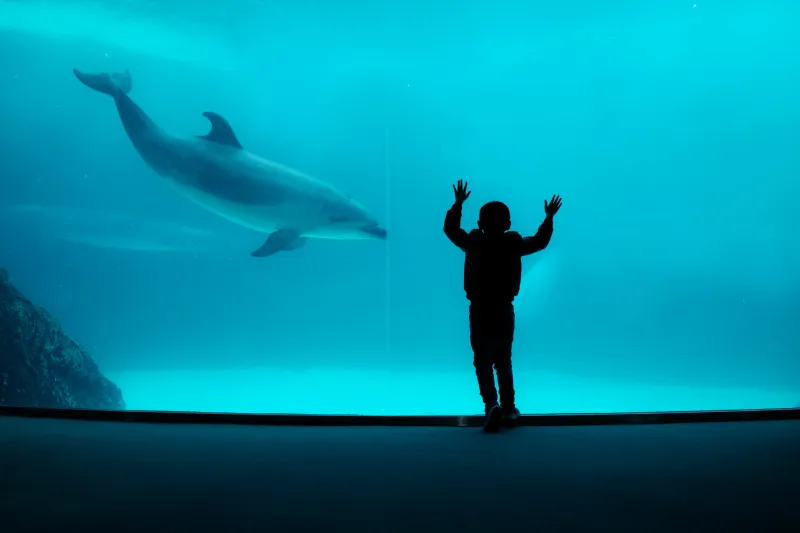 The Importance Of Social Interaction For Marine Animals