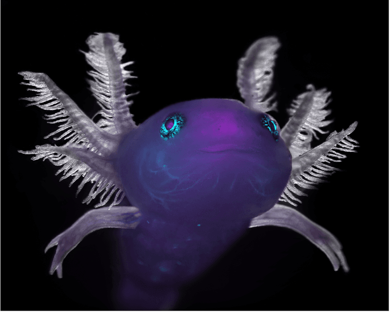 Axolotl's Perpetual Youth Secret