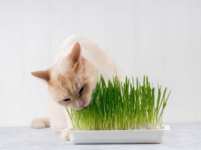 Excessive Grass Eating