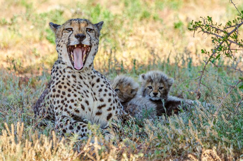 Kwandwe Private Game Reserve, South Africa