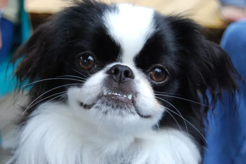 Japanese Chin: Royal Refinement