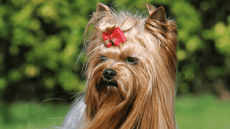 Yorkshire Terriers: Brave Beyond Their Size