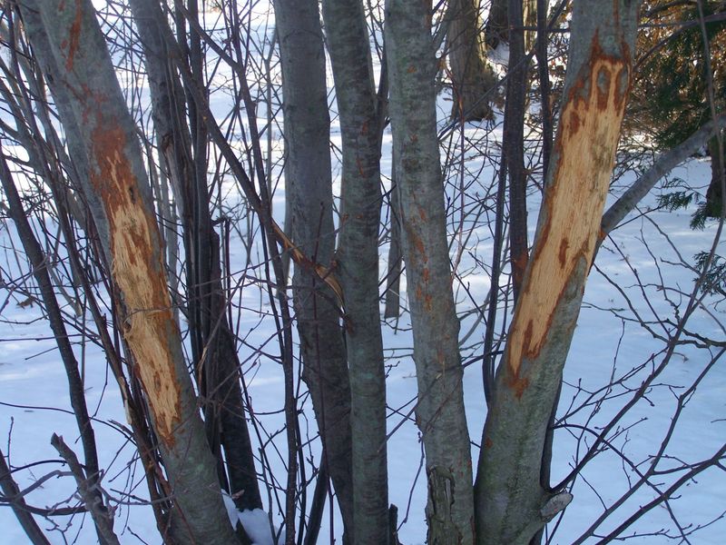 Twigs And Tree Bark