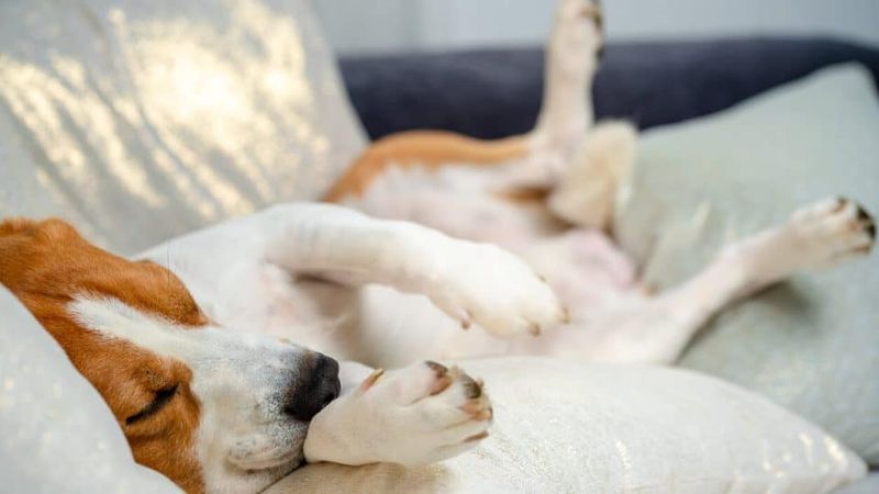 Twitching While Sleeping