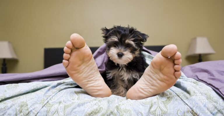 Life Changes You Can Expect When Getting A New Dog