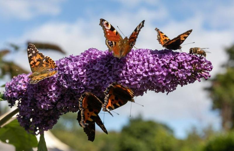 How To Attract American Lady Butterflies To Your Garden