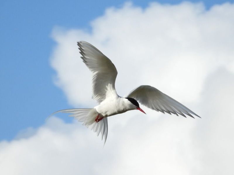 Climate Change Is Reshaping Bird Habitats Worldwide