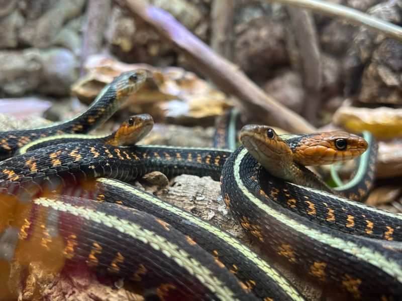 Captive-Bred Versus Wild-Caught Considerations