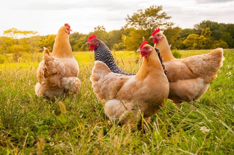 Factors Affecting A Chicken's Lifespan