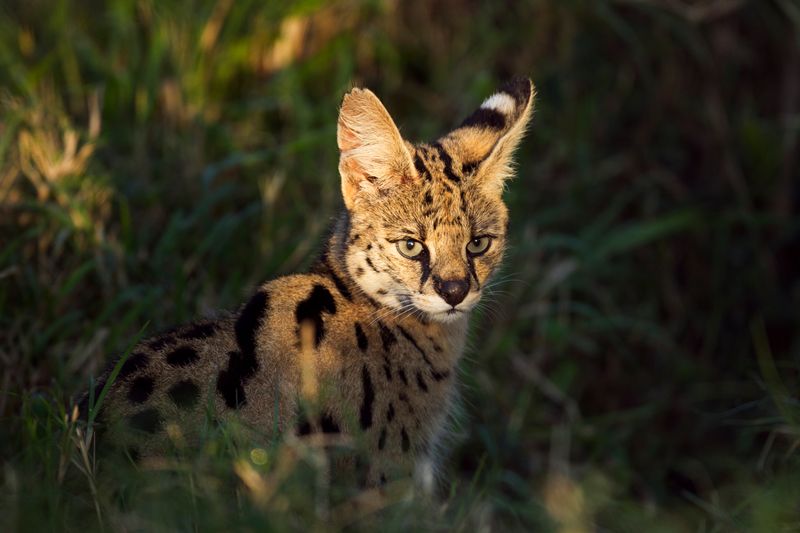 Savannah Cat (Domestic Cat + Serval)