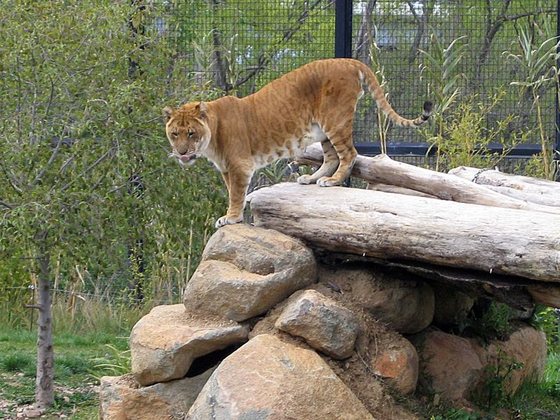 Tigon (Tiger + Lion)