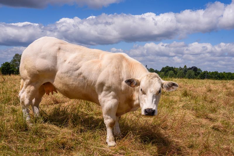 Belgian Blue Cattle