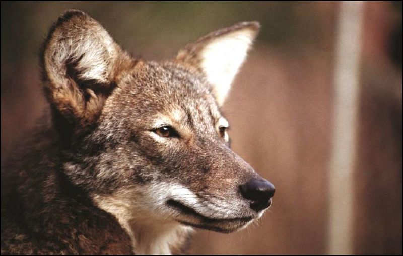 Coywolf