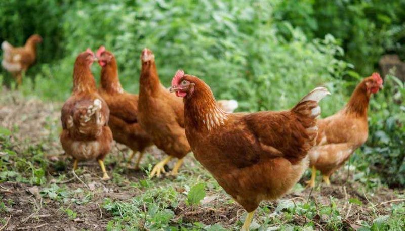 Stress Reduces Egg Output