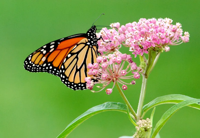 Milkweed Shortage Threatens Monarchs