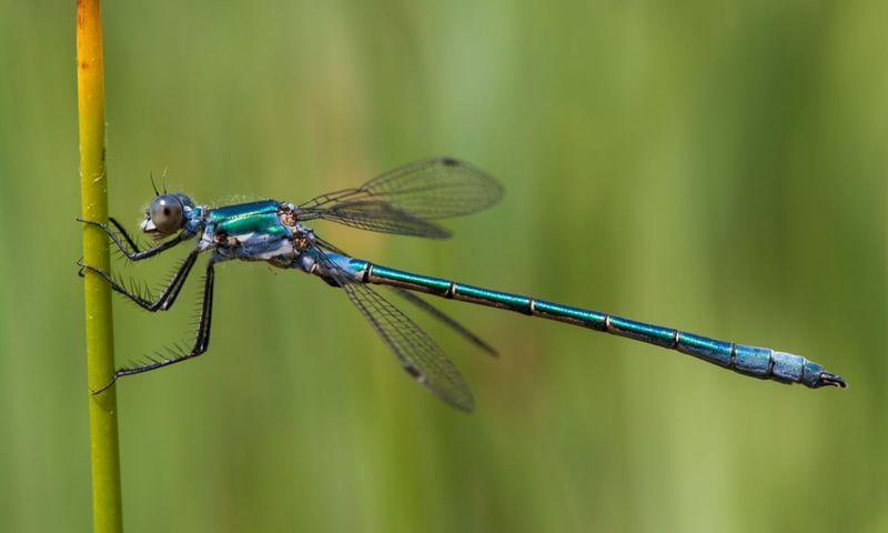 Pesticides Reduce Insect Choruses