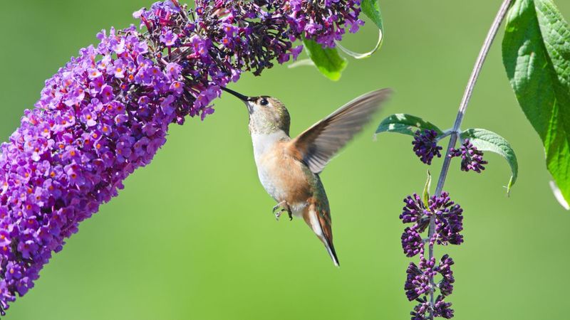 Why Shrubs Are Better Than Feeders For Long-Term Hummingbird Support