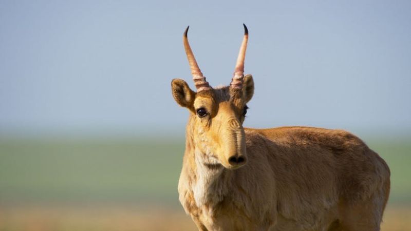 Males Sport Translucent Horns