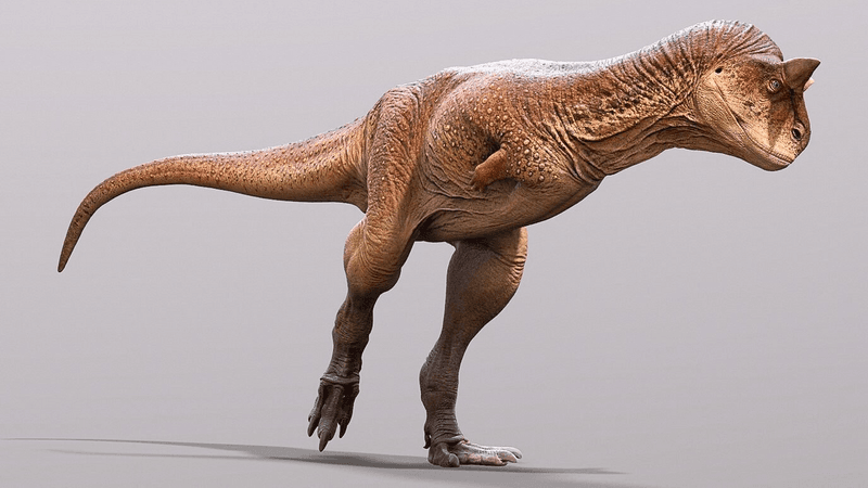 Ridiculously Tiny Arms That Puzzled Scientists