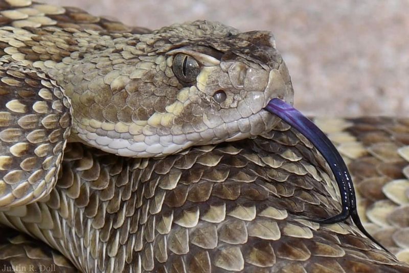 Heat-Sensing Pit Organs
