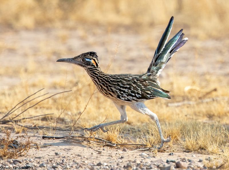 Desert Roadrunner: Not Just A Cartoon