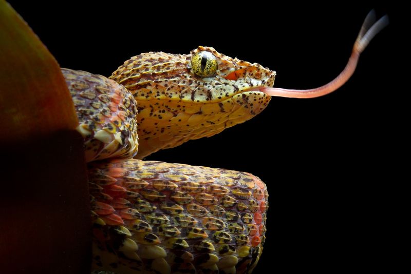 Belongs To The Eyelash Viper Group