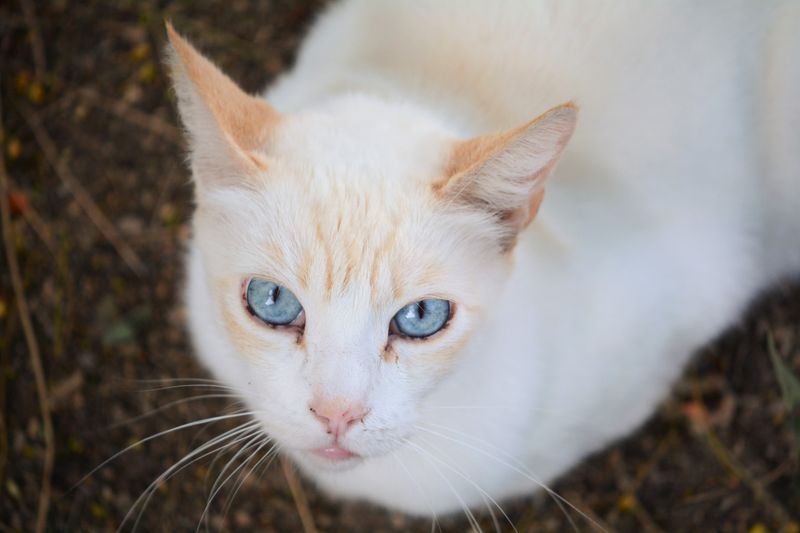 Flame Point Siamese: The Fiery Personality