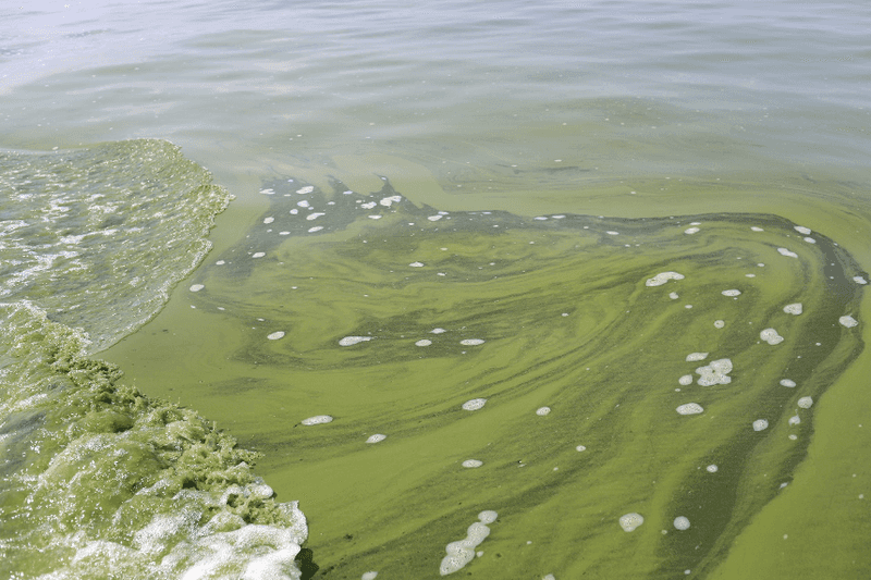 Harmful Algal Blooms