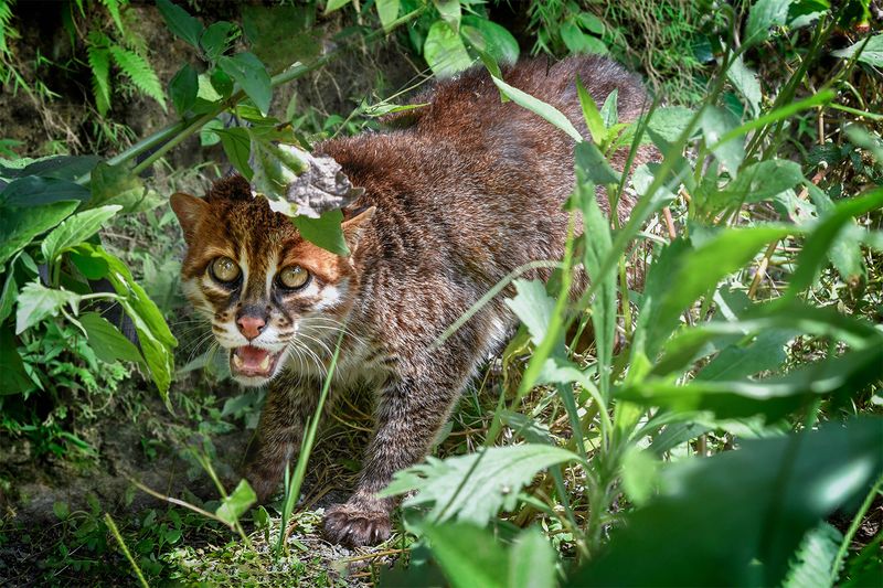 Is the Flat-Headed Cat Endangered?
