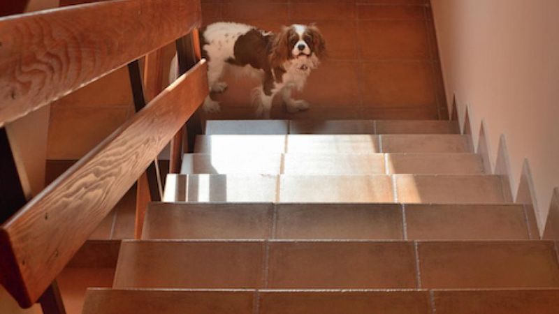 Difficulty Climbing Stairs Or Jumping