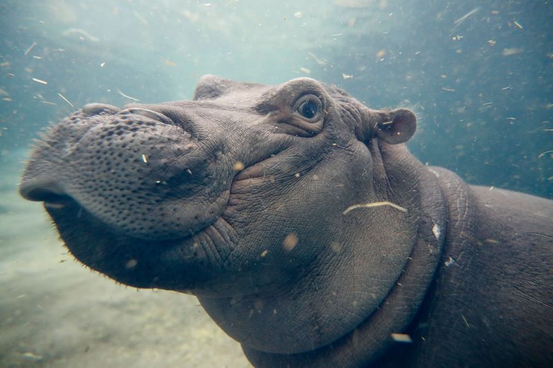 Cincinnati Zoo's Conservation Powerhouse
