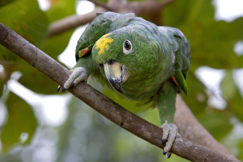 Amazon Parrots Get Lonely Too