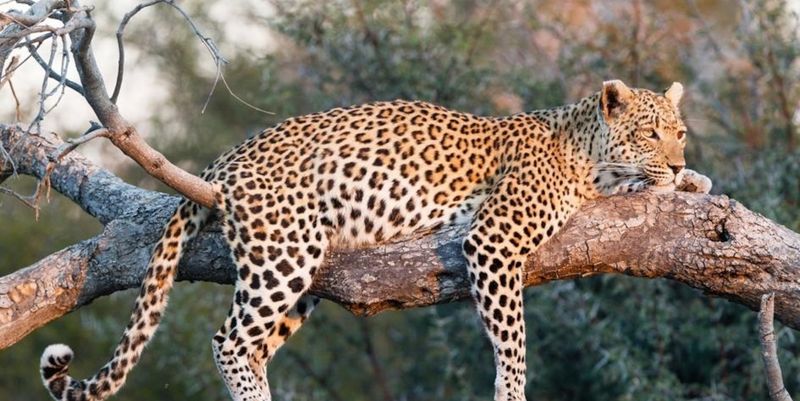 Leopard