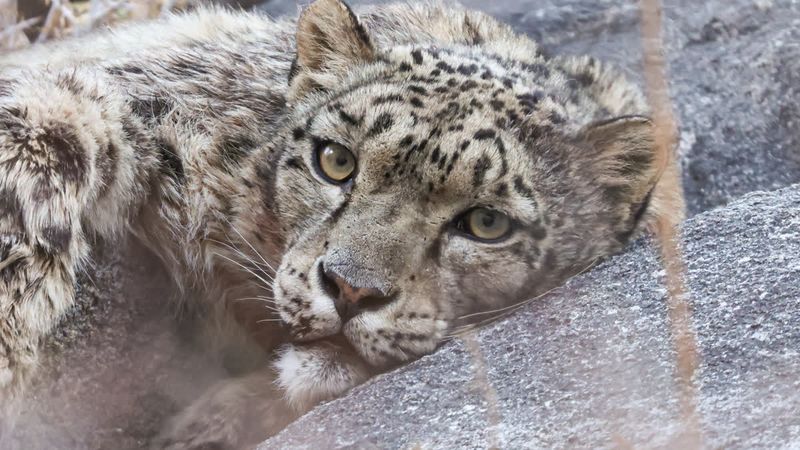 Snow Leopard