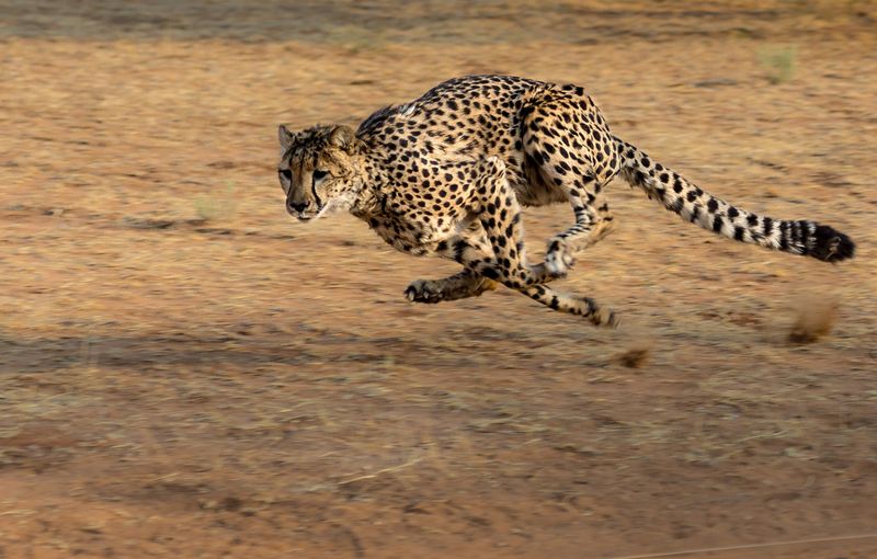 Cheetah