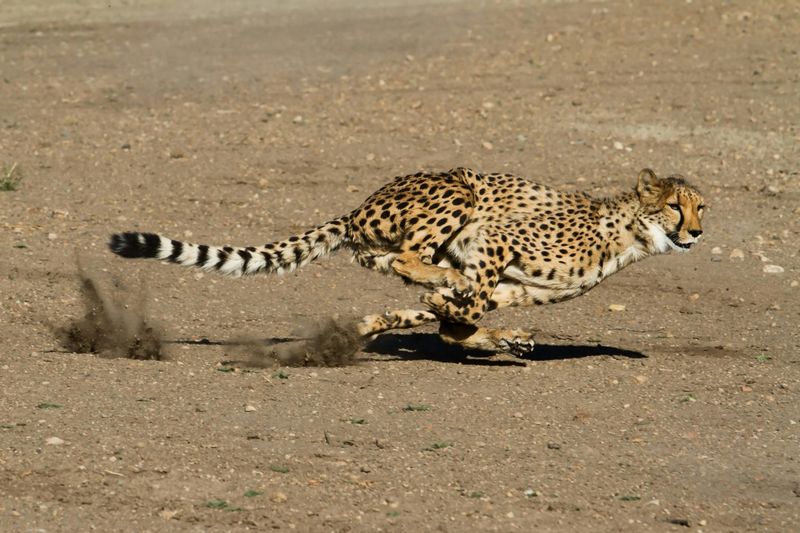 Cheetah