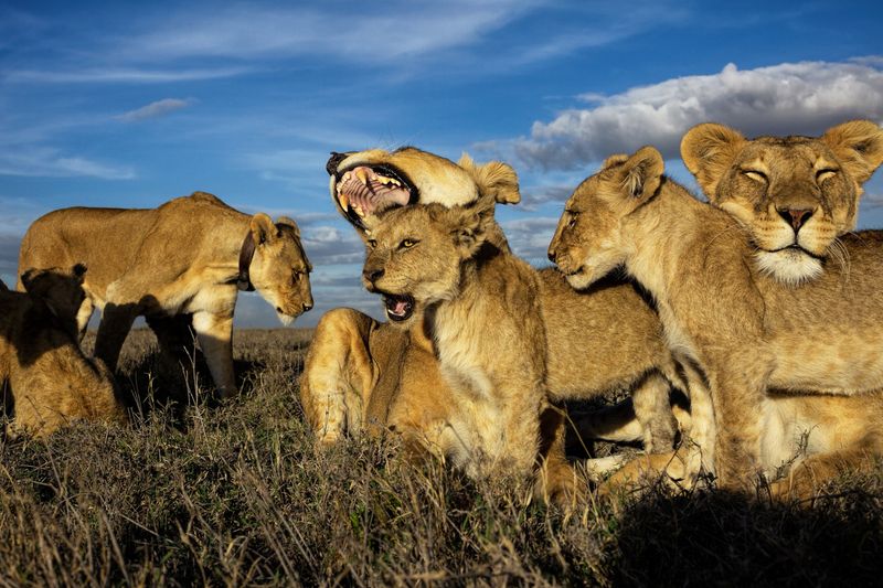 Lions Aren't Solitary Hunters Like Other Big Cats