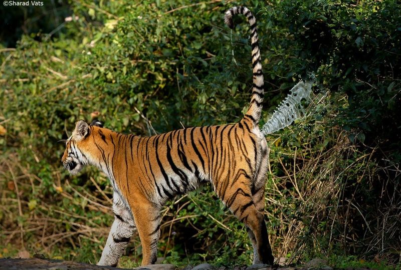 Solitary Tigers' Secret Social Network