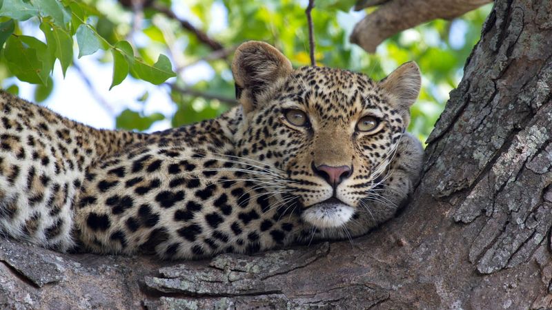 Leopard Country In Sabi Sands