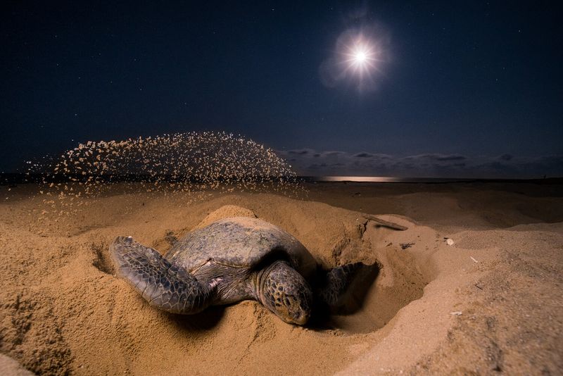 Sea Turtles' Moonlit Homecoming